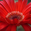 Red Sunshine